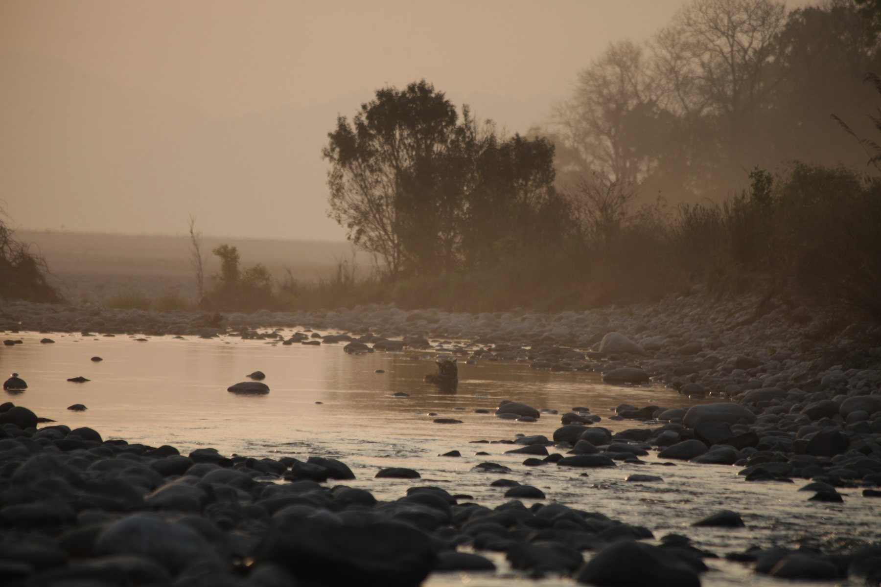 Sambar deer near water
