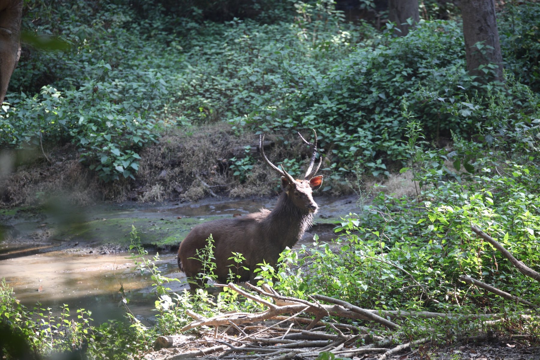 Spotted deer in a forest habitat
