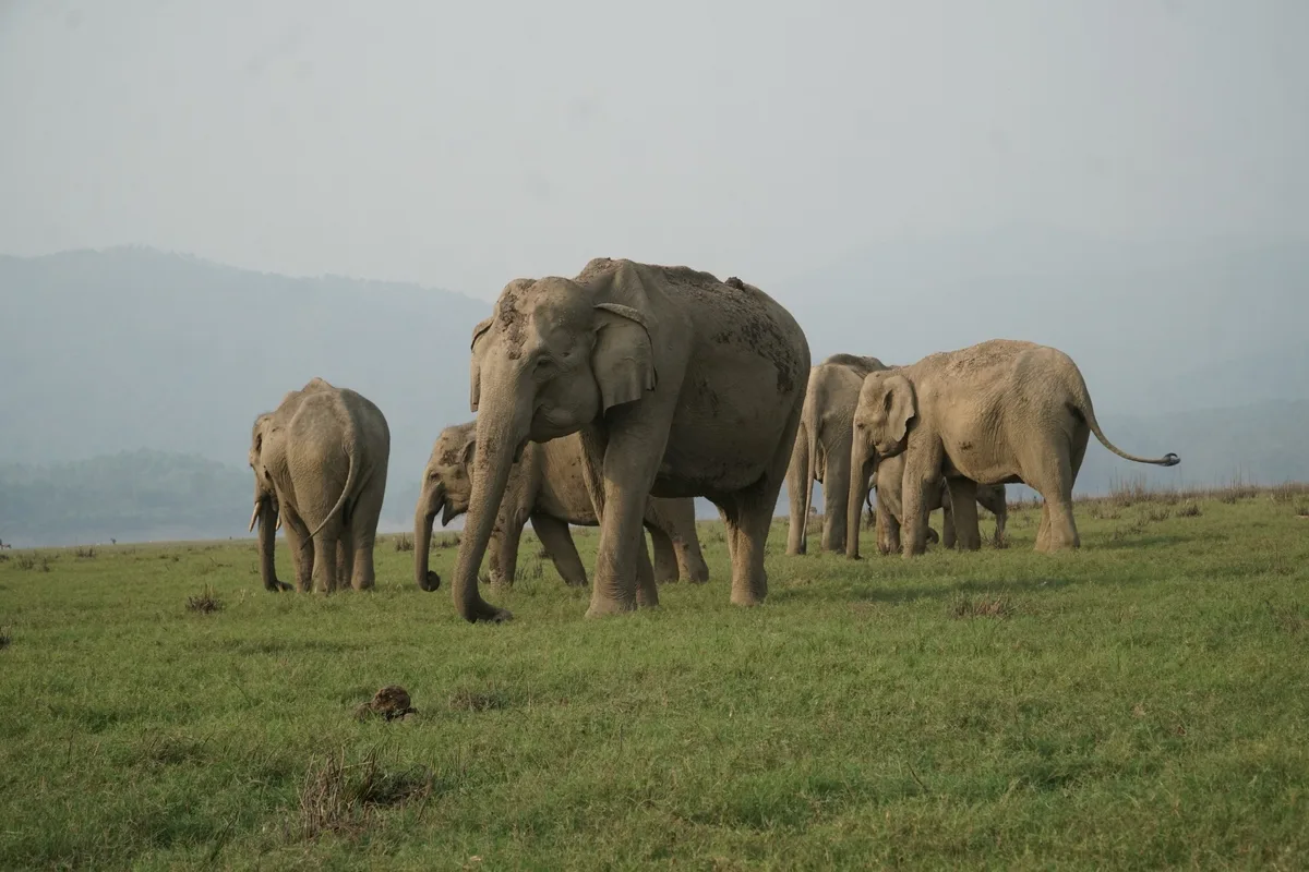 Elephants