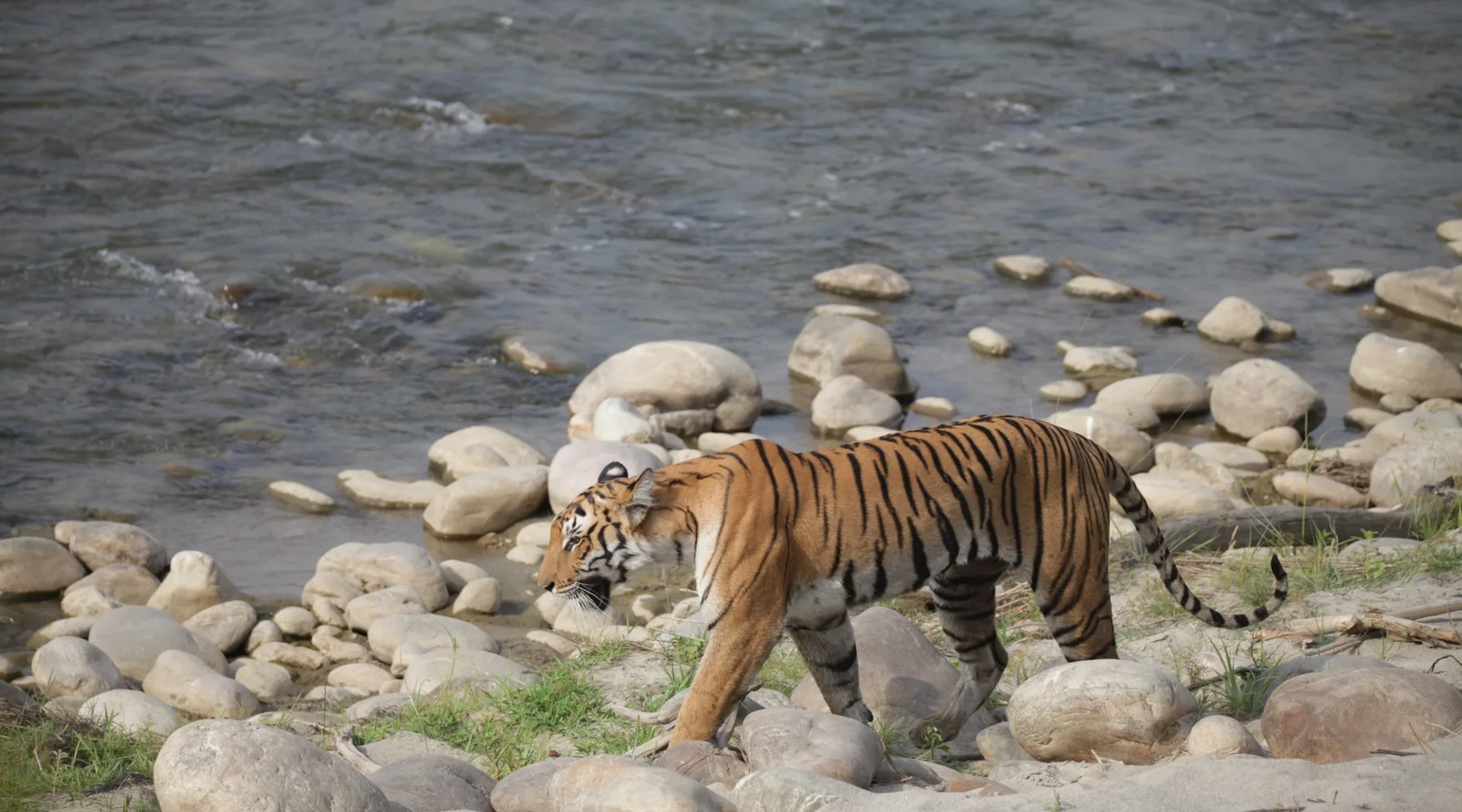 Tiger near river
